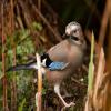 Eurasian Jay